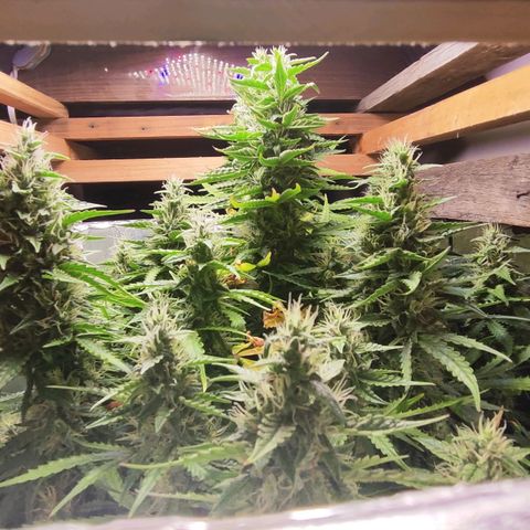 Lemon Haze growlog timeline photo