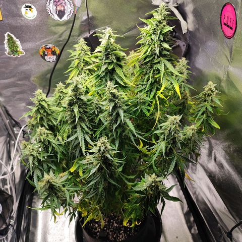 Lemon Haze growlog photo: Upgrade, grow 60x60