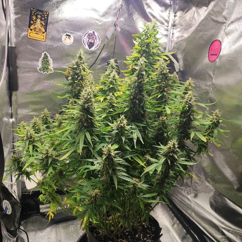 Lemon Haze growlog timeline photo