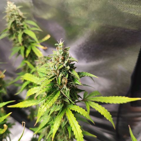 Lemon Haze growlog timeline photo