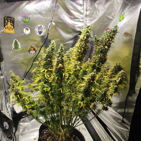 Lemon Haze growlog photo: Finish