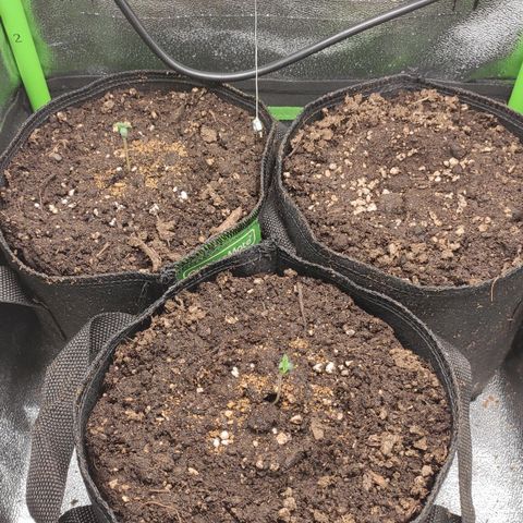 Mimosa x Orange Punch growlog timeline photo