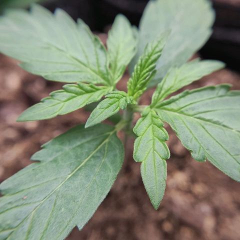 Mimosa x Orange Punch growlog timeline photo