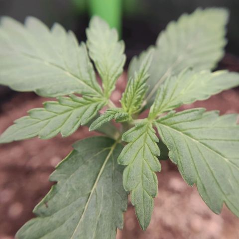Mimosa x Orange Punch growlog timeline photo