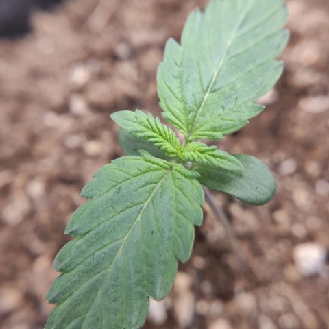 Mimosa x Orange Punch growlog timeline photo