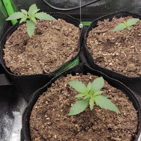 Mimosa x Orange Punch growlog timeline photo