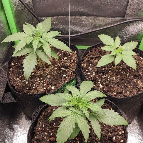Mimosa x Orange Punch growlog timeline photo