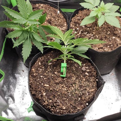 Mimosa x Orange Punch growlog timeline photo
