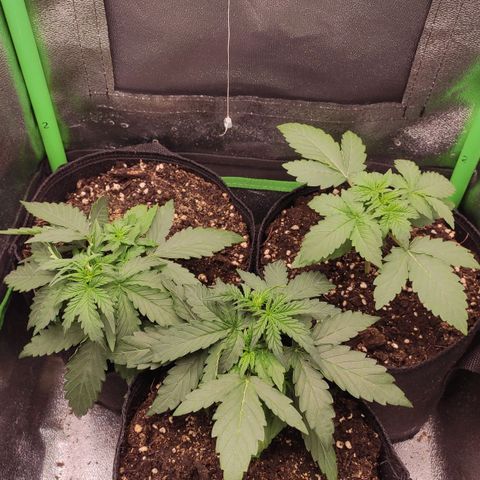 Mimosa x Orange Punch growlog timeline photo
