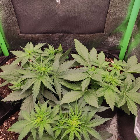 Mimosa x Orange Punch growlog timeline photo