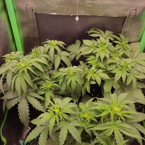 Mimosa x Orange Punch growlog timeline photo