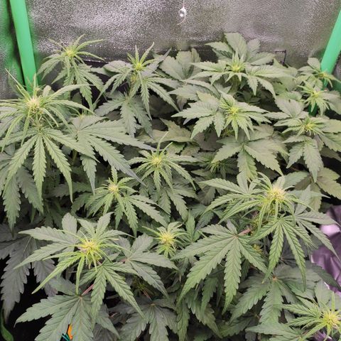 Mimosa x Orange Punch growlog timeline photo