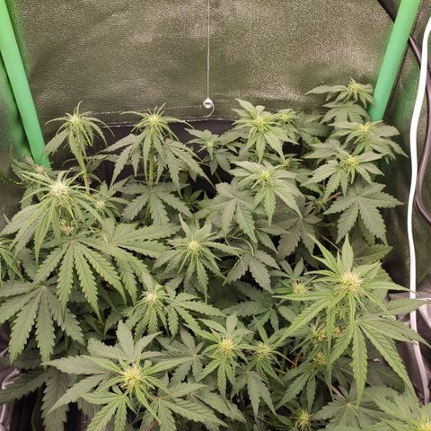 Mimosa x Orange Punch growlog timeline photo