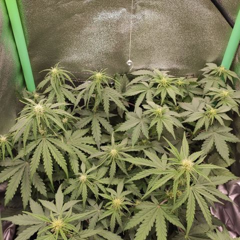 Mimosa x Orange Punch growlog timeline photo