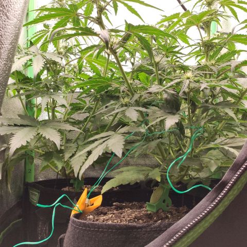 Mimosa x Orange Punch growlog timeline photo