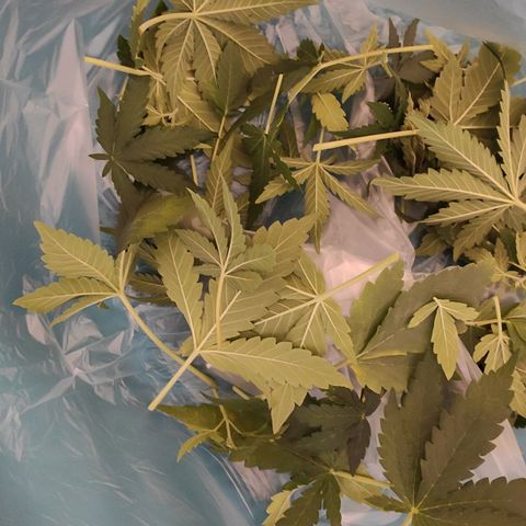 Mimosa x Orange Punch growlog timeline photo