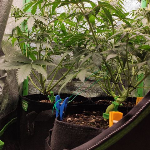 Mimosa x Orange Punch growlog timeline photo
