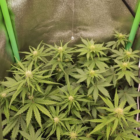 Mimosa x Orange Punch growlog timeline photo