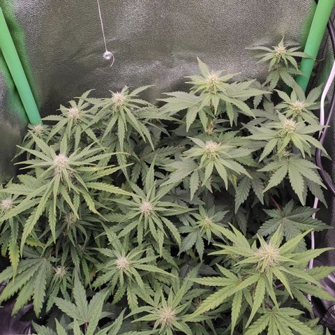 Mimosa x Orange Punch growlog timeline photo
