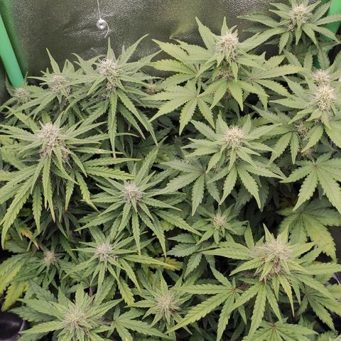 Mimosa x Orange Punch growlog timeline photo