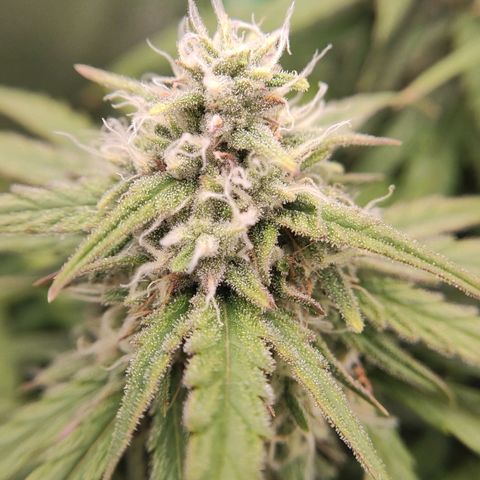 Mimosa x Orange Punch growlog timeline photo
