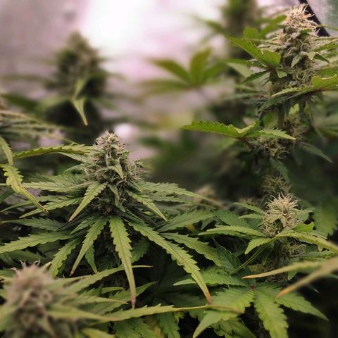 Mimosa x Orange Punch growlog timeline photo