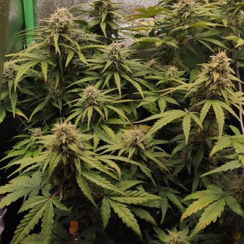 Mimosa x Orange Punch growlog timeline photo