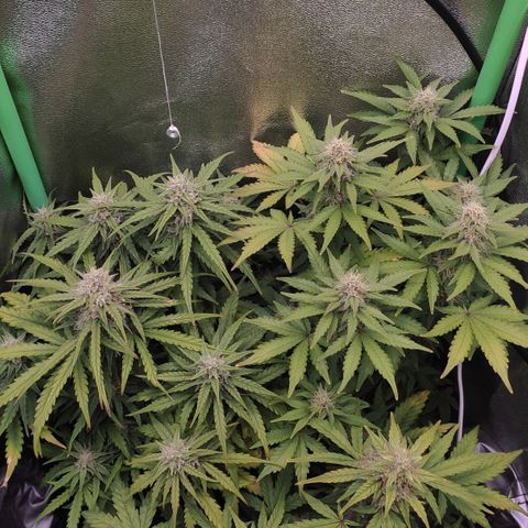 Mimosa x Orange Punch growlog timeline photo