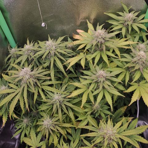 Mimosa x Orange Punch growlog timeline photo