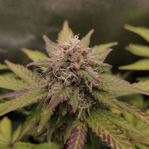 Mimosa x Orange Punch growlog timeline photo