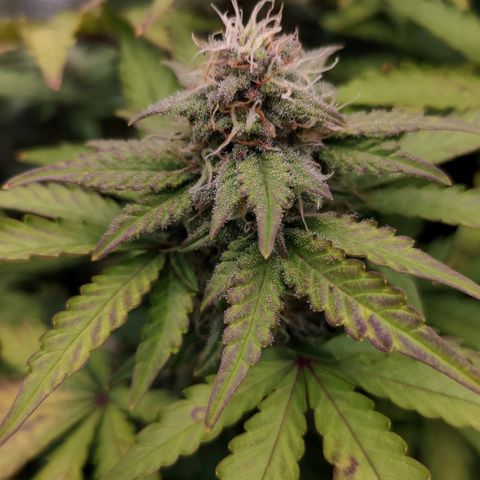Mimosa x Orange Punch growlog timeline photo