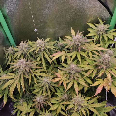 Mimosa x Orange Punch growlog timeline photo