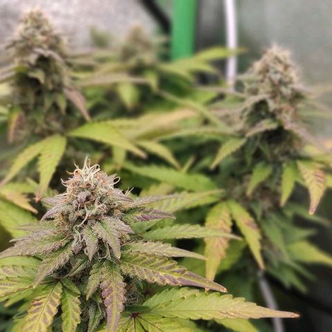 Mimosa x Orange Punch growlog timeline photo