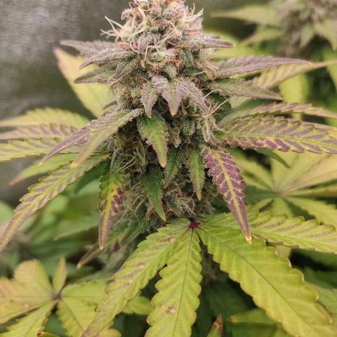 Mimosa x Orange Punch growlog timeline photo