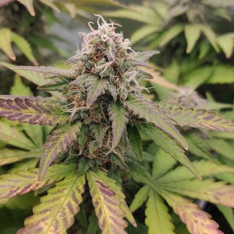 Mimosa x Orange Punch growlog timeline photo