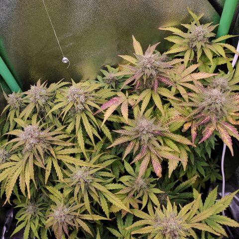 Mimosa x Orange Punch growlog timeline photo