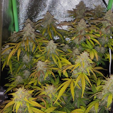 Mimosa x Orange Punch growlog timeline photo