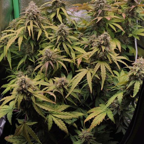 Mimosa x Orange Punch growlog timeline photo