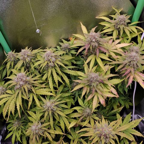 Mimosa x Orange Punch growlog timeline photo