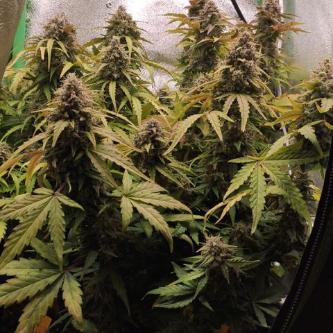 Mimosa x Orange Punch growlog timeline photo