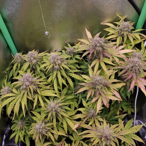 Mimosa x Orange Punch growlog timeline photo