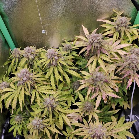 Mimosa x Orange Punch growlog timeline photo