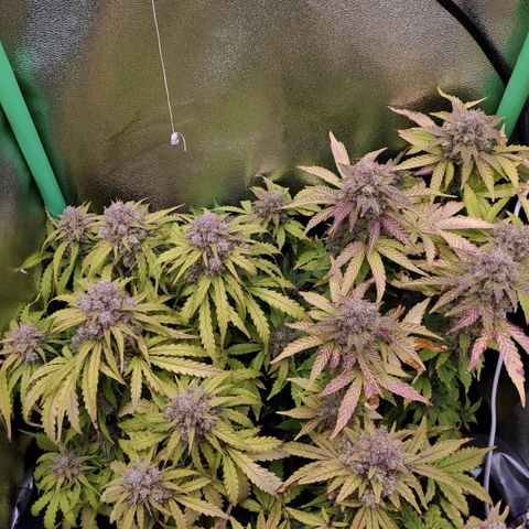 Mimosa x Orange Punch growlog timeline photo