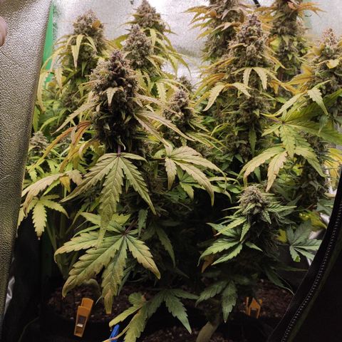 Mimosa x Orange Punch growlog timeline photo