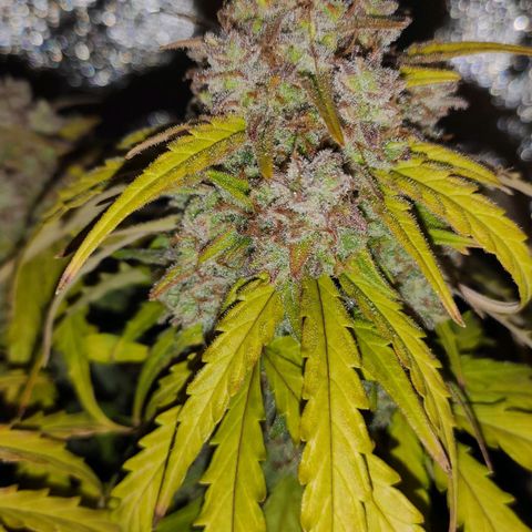 Mimosa x Orange Punch growlog timeline photo