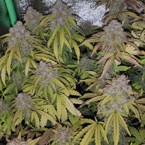 Mimosa x Orange Punch growlog timeline photo