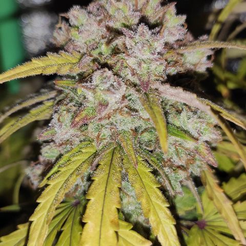 Mimosa x Orange Punch growlog timeline photo