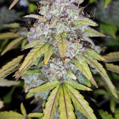 Mimosa x Orange Punch growlog timeline photo