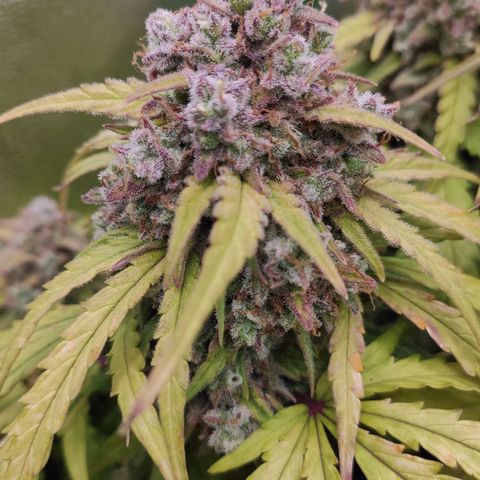 Mimosa x Orange Punch growlog timeline photo