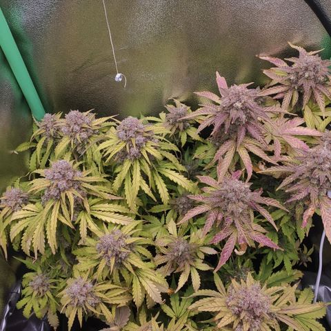 Mimosa x Orange Punch growlog timeline photo
